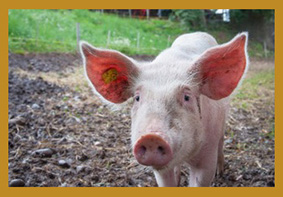 pig